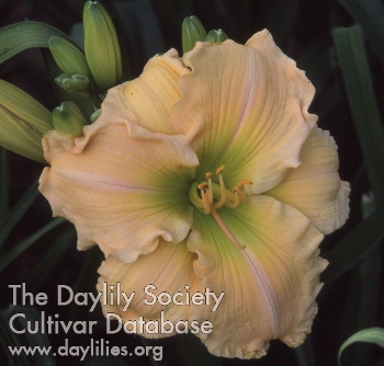 Daylily Gypsy Gold